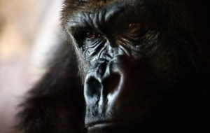 Gorilla For Deskto Gorilla For Deskto