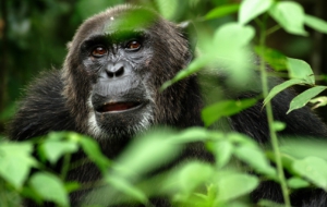 Gorilla Full HD Gorilla Full HD