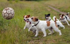Jack Russel High Quality Wallpapers Jack Russel High Quality Wallpapers