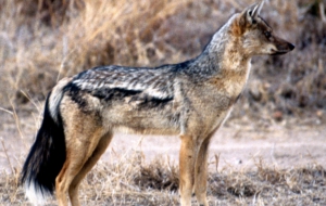 Jackal Background Jackal Background