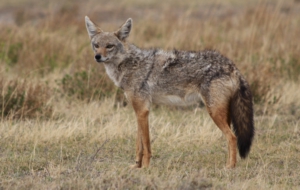 Jackal Computer Wallpaper Jackal Computer Wallpaper