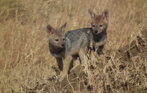 Jackal Deskto Jackal Deskto