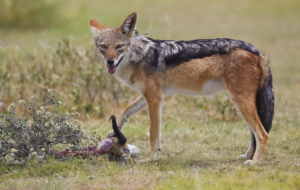 Jackal HD Wallpaper Jackal HD Wallpaper