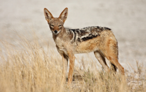 Jackal High Definition Wallpapers Jackal High Definition Wallpapers