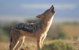 Jackal High Quality Wallpapers Jackal High Quality Wallpapers