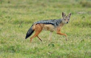 Jackal Images Jackal Images