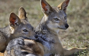 Jackal Photos Jackal Photos
