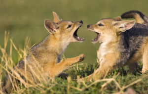 Jackal Pictures Jackal Pictures