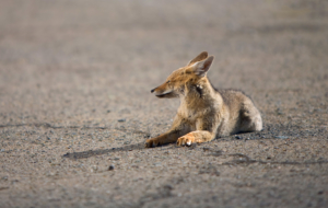 Jackal Wallpapers HD Jackal Wallpapers HD