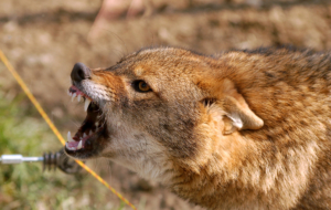 Jackal Widescreen Jackal Widescreen