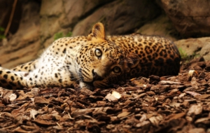 Jaguar HD Background Jaguar HD Background