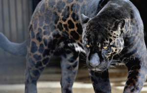 Jaguar HD Wallpaper Jaguar HD Wallpaper