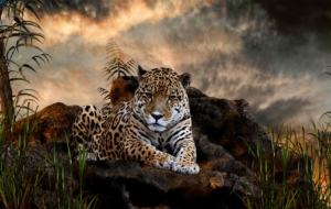 Jaguar High Definition Wallpapers Jaguar High Definition Wallpapers