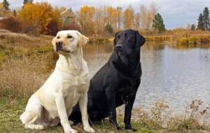Labrador Retriever Background Labrador Retriever Background