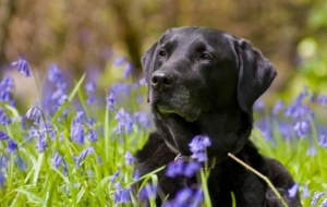 Labrador Retriever High Definition Wallpapers Labrador Retriever High Definition Wallpapers