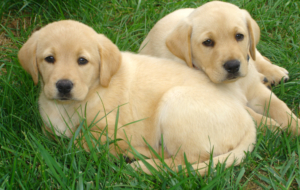 Labrador Retriever Images Labrador Retriever Images