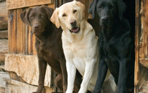 Labrador Retriever Wallpapers HD Labrador Retriever Wallpapers HD