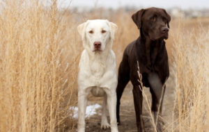 Labrador Retriever Full HD Labrador Retriever Full HD