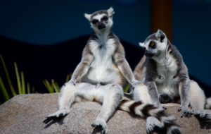 Lemur Computer Wallpaper Lemur Computer Wallpaper