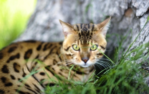 Leopard Cat High Quality Wallpapers Leopard Cat High Quality Wallpapers