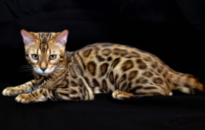 Leopard Cat Wallpapers Leopard Cat Wallpapers