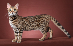 Leopard Cat Wallpapers HD Leopard Cat Wallpapers HD