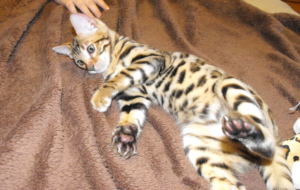 Leopard Cat Full HD Leopard Cat Full HD