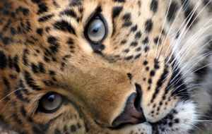 Leopard HD Wallpaper Leopard HD Wallpaper