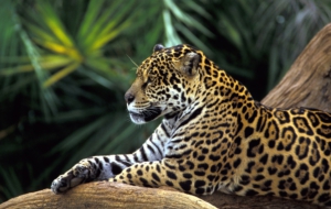 Leopard High Definition Wallpapers Leopard High Definition Wallpapers