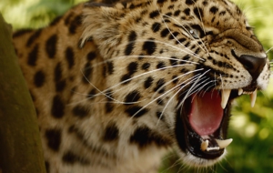 Leopard High Quality Wallpapers Leopard High Quality Wallpapers