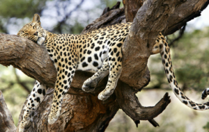 Leopard For Deskto Leopard For Deskto