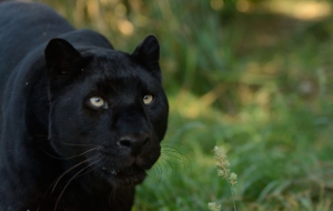 Panther Background Panther Background