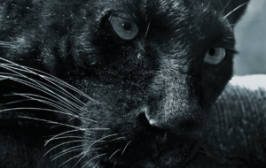 Panther HD Deskto Panther HD Deskto