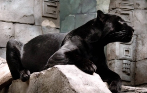 Panther High Definition Panther High Definition