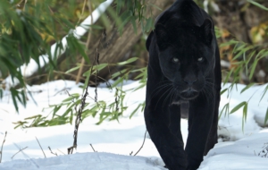 Panther High Quality Wallpapers Panther High Quality Wallpapers