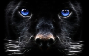 Panther Wallpapers HD Panther Wallpapers HD