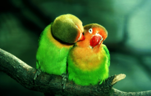 Parrot Wallpapers Parrot Wallpapers