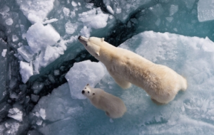 Polar Bear Deskto Polar Bear Deskto