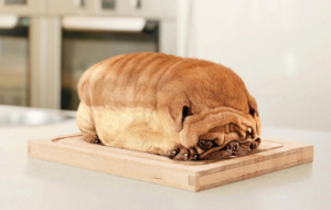 Pug Full HD Pug Full HD