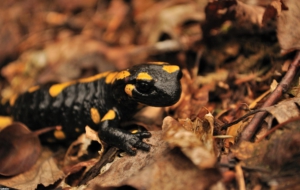 Salamander Widescreen Salamander Widescreen