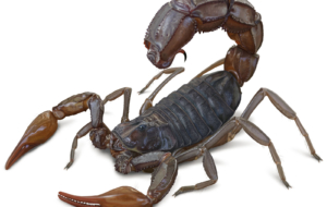 Scorpion 4K Scorpion 4K