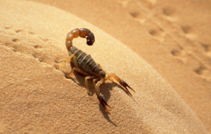 Scorpion Background Scorpion Background