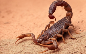 Scorpion Computer Wallpaper Scorpion Computer Wallpaper