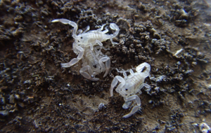 Scorpion HD Background Scorpion HD Background