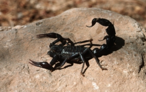 Scorpion HD Deskto Scorpion HD Deskto