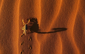 Scorpion HD Wallpaper Scorpion HD Wallpaper