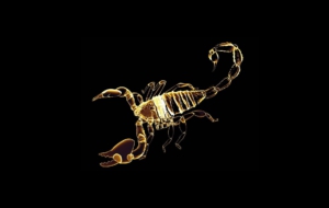 Scorpion High Quality Wallpapers Scorpion High Quality Wallpapers