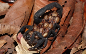 Scorpion Pictures Scorpion Pictures