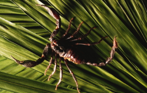 Scorpion Wallpaper Scorpion Wallpaper