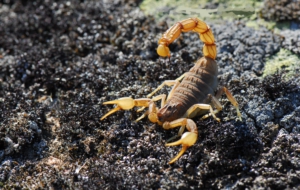 Scorpion Wallpapers Scorpion Wallpapers